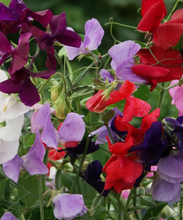 Load image into Gallery viewer, Herboo Royal Family Sweet Pea Seeds