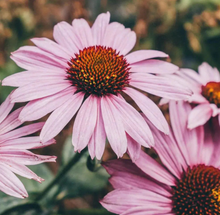 Load image into Gallery viewer, Herboo Magnus Echinea Seeds