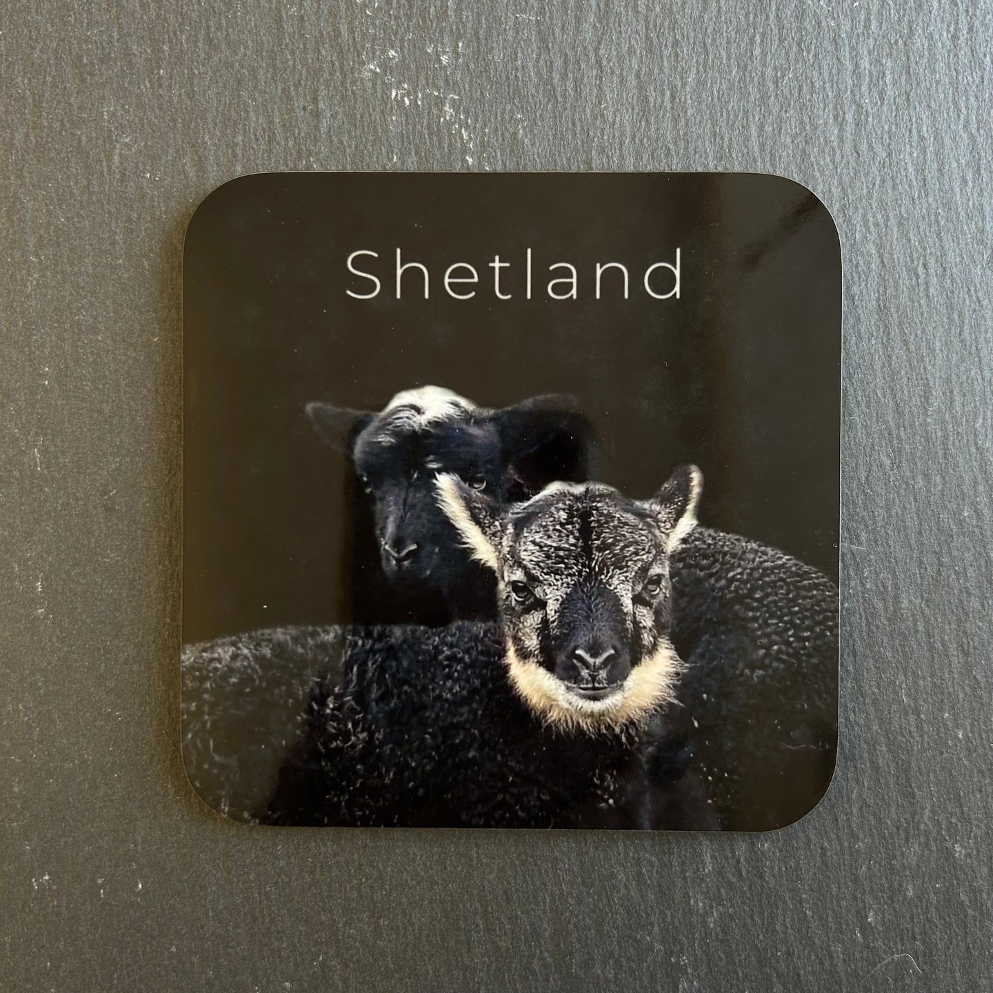 Pink Fish Sheep Coaster - Twins