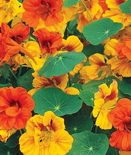 Load image into Gallery viewer, Herboo Tom Thumb Nasturtium Seeds
