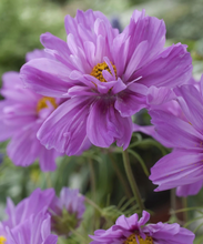 Load image into Gallery viewer, Herboo Fizzy Pink Cosmos Seeds
