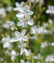 Load image into Gallery viewer, Herboo Beeblossom Gaura Seeds
