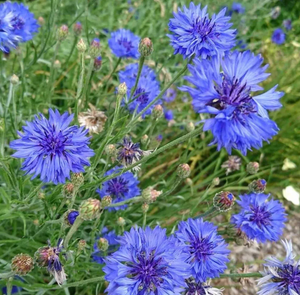 Herboo Blue Cornflower Seeds