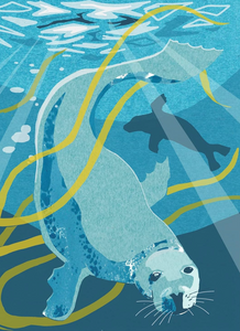 Nature Notebook - Seal