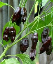 Load image into Gallery viewer, Herboo Chilli Machu Pichi Seeds
