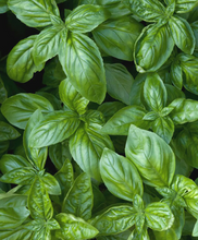 Load image into Gallery viewer, Herboo Basil seeds
